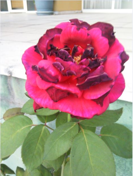 Name:  gu2.JPG
Views: 262
Size:  45.2 KB