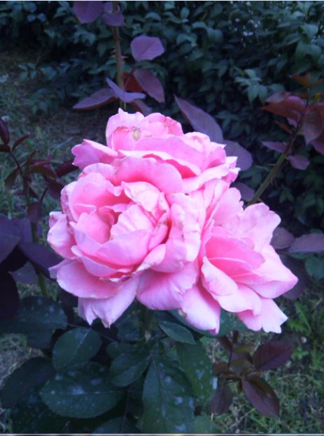 Name:  gu4.JPG
Views: 287
Size:  53.7 KB