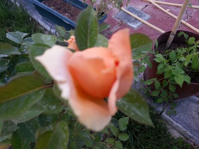 Name:  11987076_10153628787228415_7518302834683731198_n.jpg
Views: 591
Size:  47.6 KB