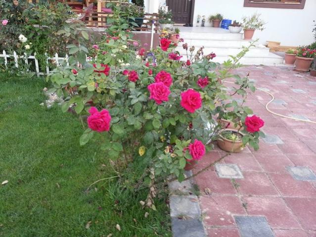 Name:  12004929_10153628788258415_5842461435679625830_n.jpg
Views: 590
Size:  64.9 KB