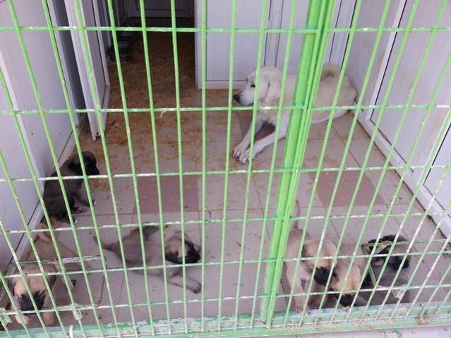 Name:  11988387_10153632804358415_2806073083651141616_n.jpg
Views: 500
Size:  57.6 KB