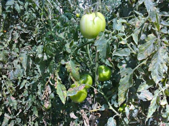 Name:  1ekim7570.jpg
Views: 559
Size:  74.4 KB
