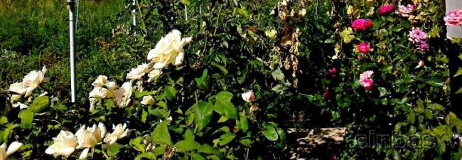 Name:  2ekim7565.jpg
Views: 533
Size:  49.1 KB