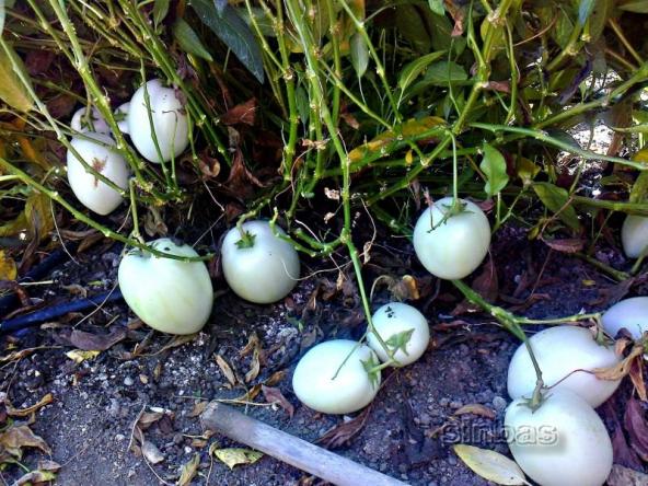 Name:  5ekim7571pepino.jpg
Views: 620
Size:  72.3 KB