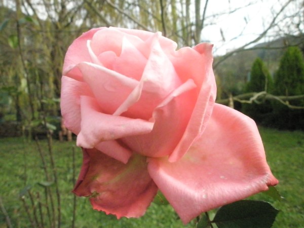 Name:  P1010122 (600 x 450).jpg
Views: 1343
Size:  56.4 KB