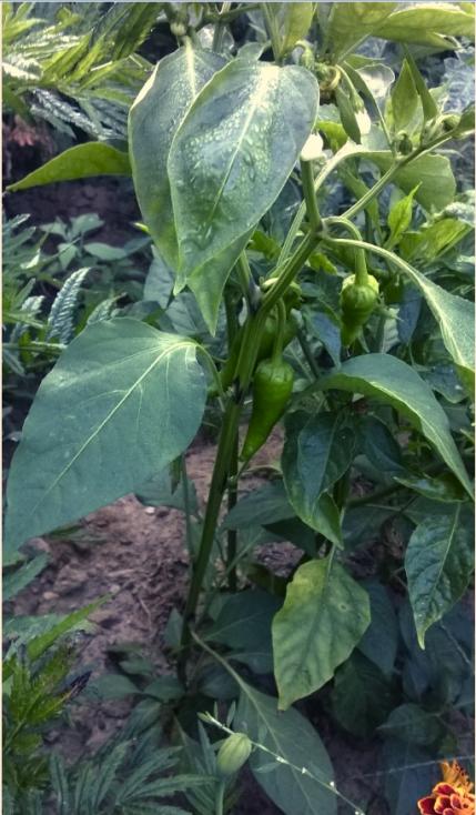 Name:  Bhut Jolokia - 15.09.2015.jpg
Views: 731
Size:  59.3 KB