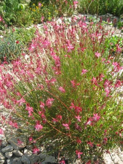Name:  gaura.jpg
Views: 569
Size:  68.9 KB