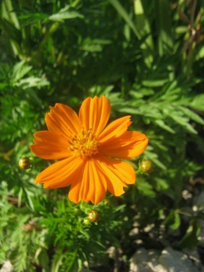 Name:  cosmos.jpg
Views: 578
Size:  33.7 KB