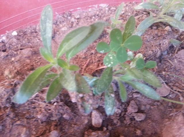 Name:  11953258_10153613738848415_1095553328532912366_n.jpg
Views: 366
Size:  51.6 KB