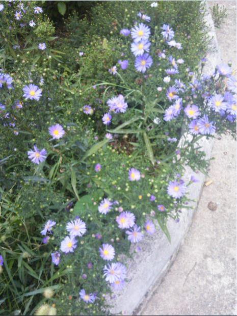 Name:  as.jpg
Views: 595
Size:  60.4 KB