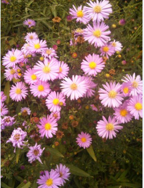 Name:  as3.jpg
Views: 273
Size:  58.9 KB