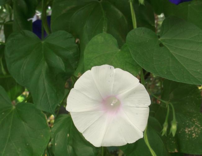 Name:  DSCF7959.jpg
Views: 473
Size:  28.6 KB