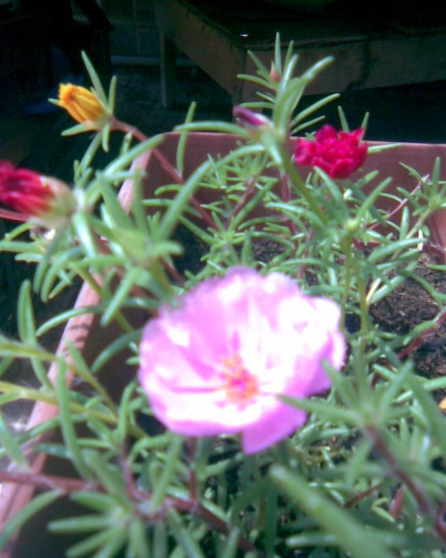 Name:  kedi ak pembe.jpg
Views: 490
Size:  66.3 KB