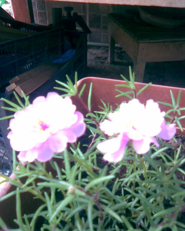 Name:  kedi trna pembe ak.jpg
Views: 492
Size:  64.0 KB