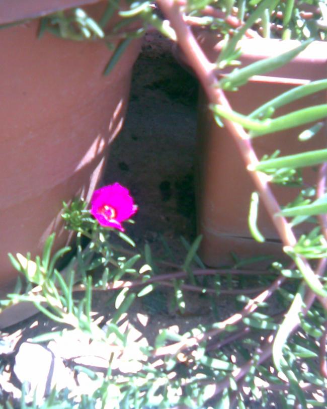 Name:  koyu pembe lila gibi katsz kedi.jpg
Views: 478
Size:  65.8 KB