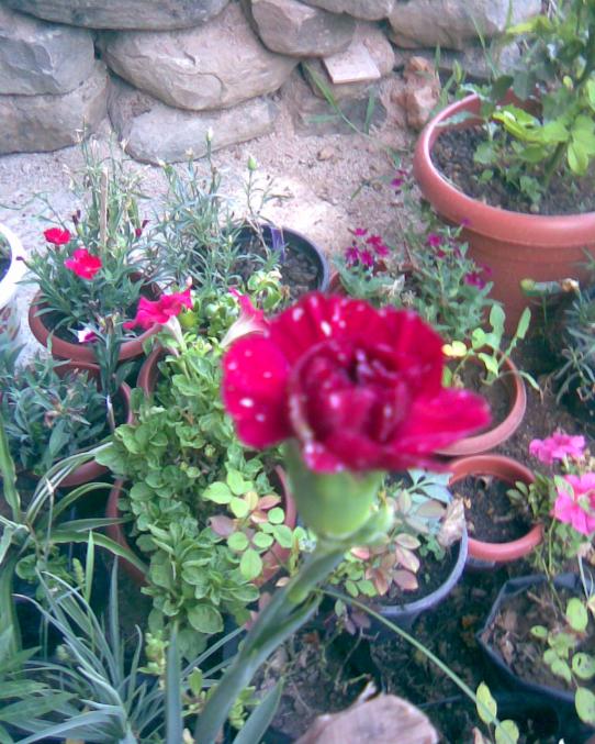 Name:  karanfil1.22.jpg
Views: 485
Size:  76.0 KB