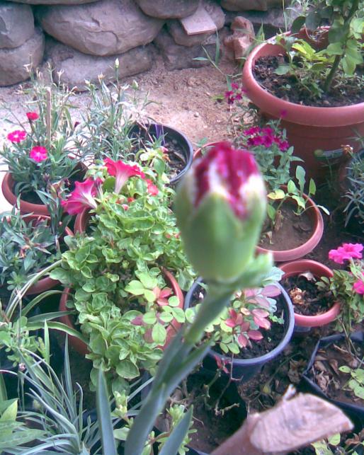 Name:  karanfil 1.222.jpg
Views: 450
Size:  78.2 KB