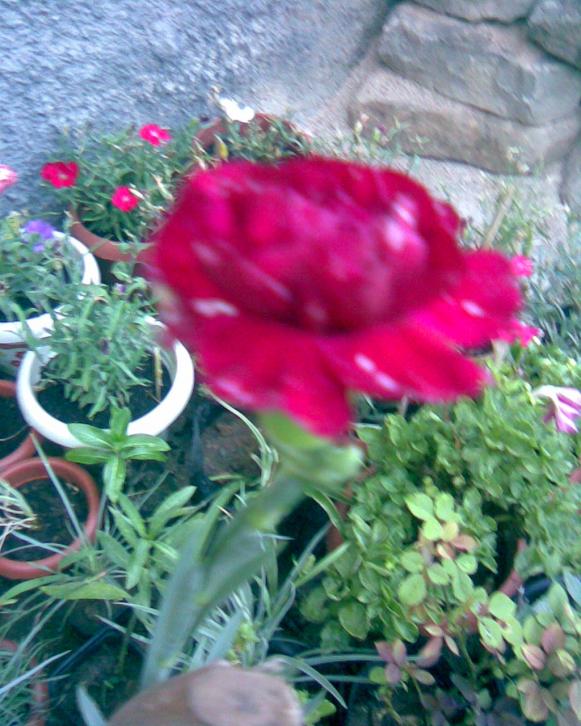 Name:  karanfil1.222.jpg
Views: 462
Size:  73.4 KB