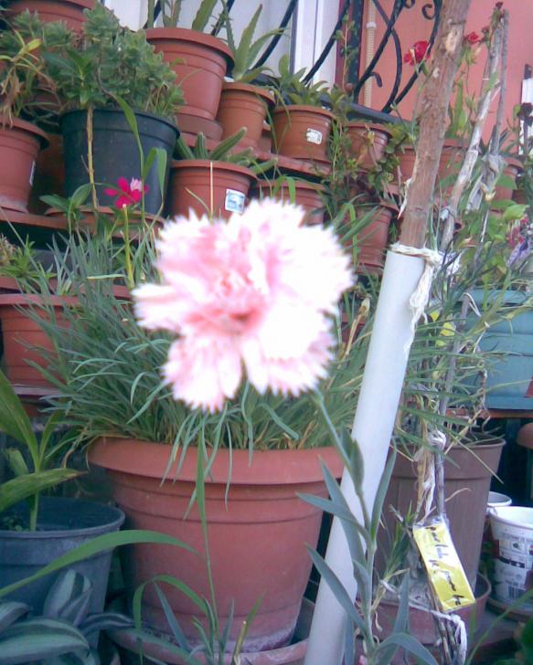 Name:  karanfil ak bir pembe renk.jpg
Views: 470
Size:  73.2 KB