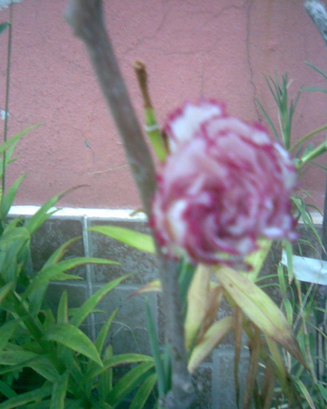 Name:  karanfillll...jpg
Views: 473
Size:  54.6 KB