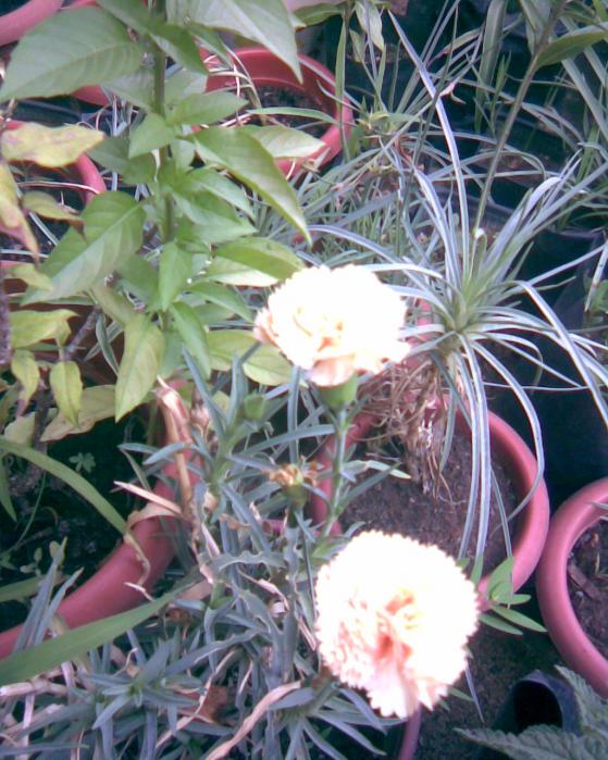 Name:  lkaranfil02.jpg
Views: 452
Size:  75.3 KB