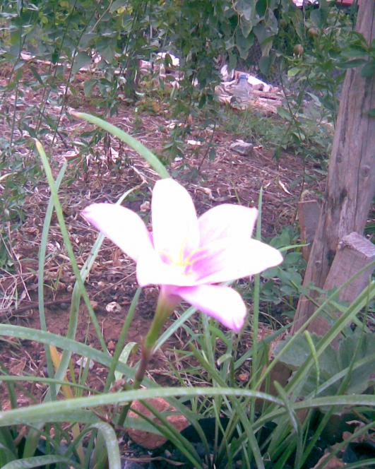 Name:  zopkt 1.jpg
Views: 451
Size:  76.0 KB
