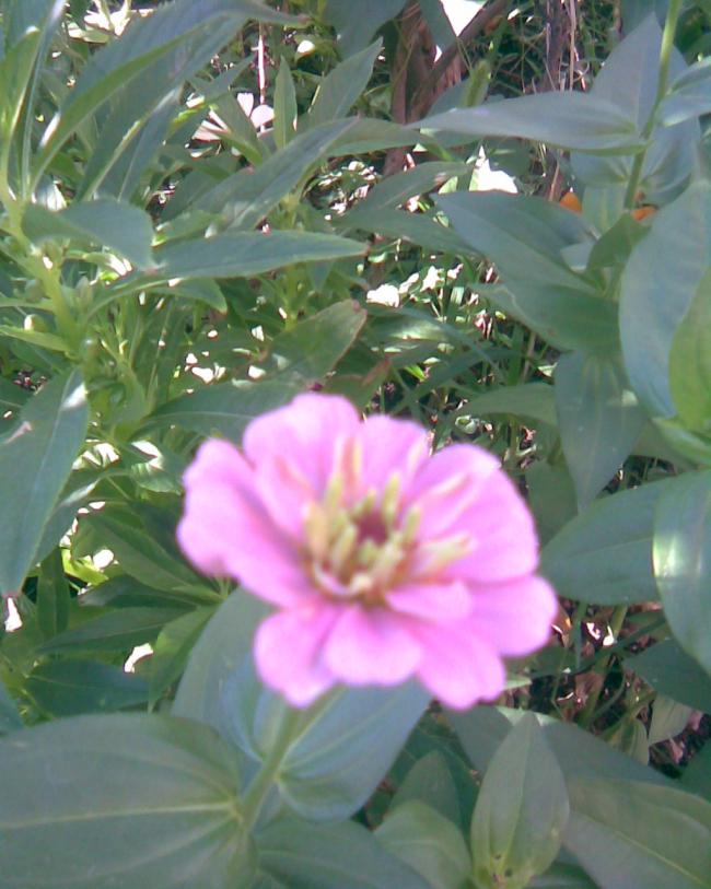 Name:  kirli hanm pembe.jpg
Views: 490
Size:  66.6 KB