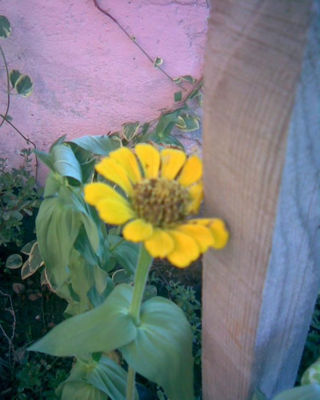 Name:  kirli hanm sar.jpg
Views: 469
Size:  57.1 KB