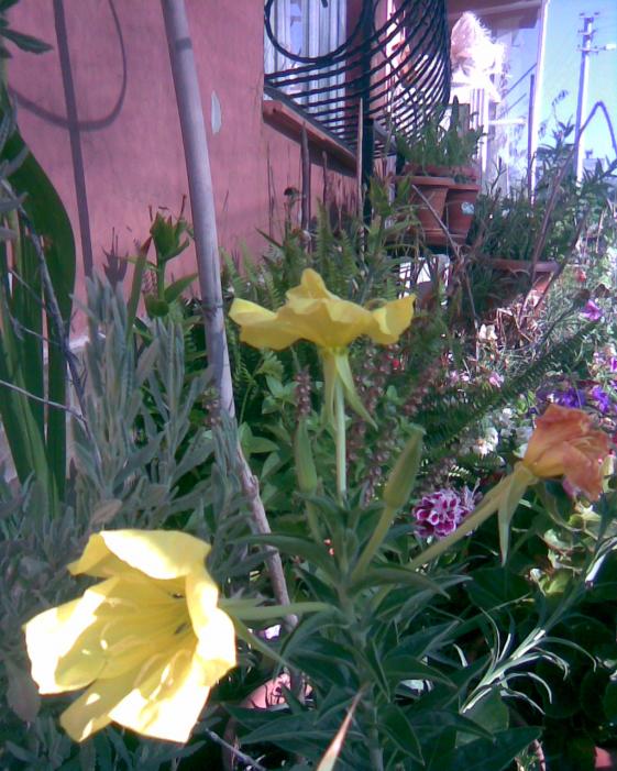 Name:  adn bilmiyorumsar iek.jpg
Views: 510
Size:  74.9 KB