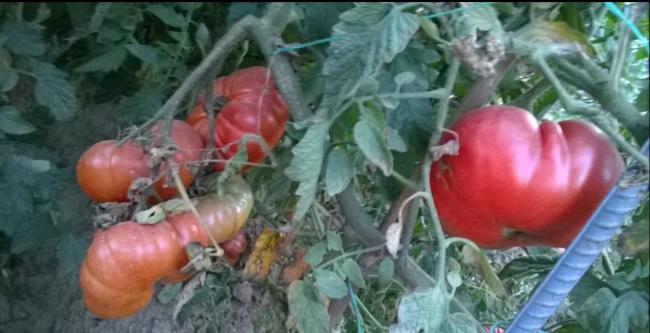 Name:  maniye 2 -17.09.2015.jpg
Views: 916
Size:  37.3 KB