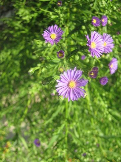 Name:  aster.jpg
Views: 1000
Size:  39.2 KB