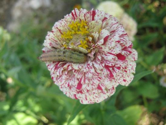 Name:  trtl ve zinnia.jpg
Views: 1009
Size:  32.8 KB