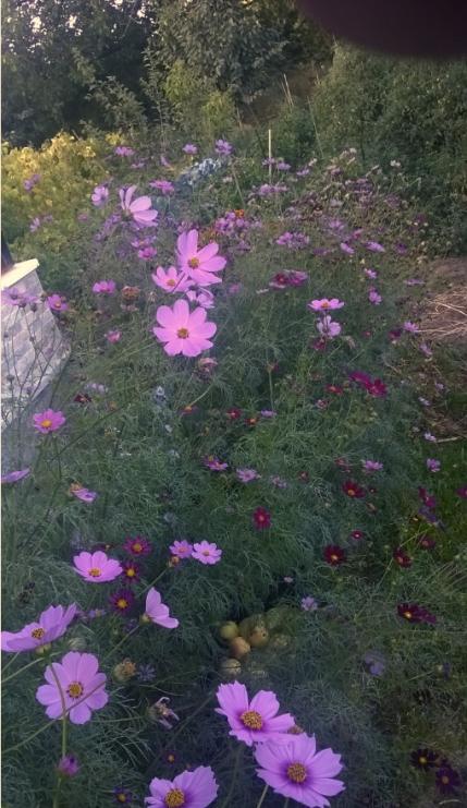Name:  cosmos 18.09.2015.jpg
Views: 646
Size:  65.2 KB