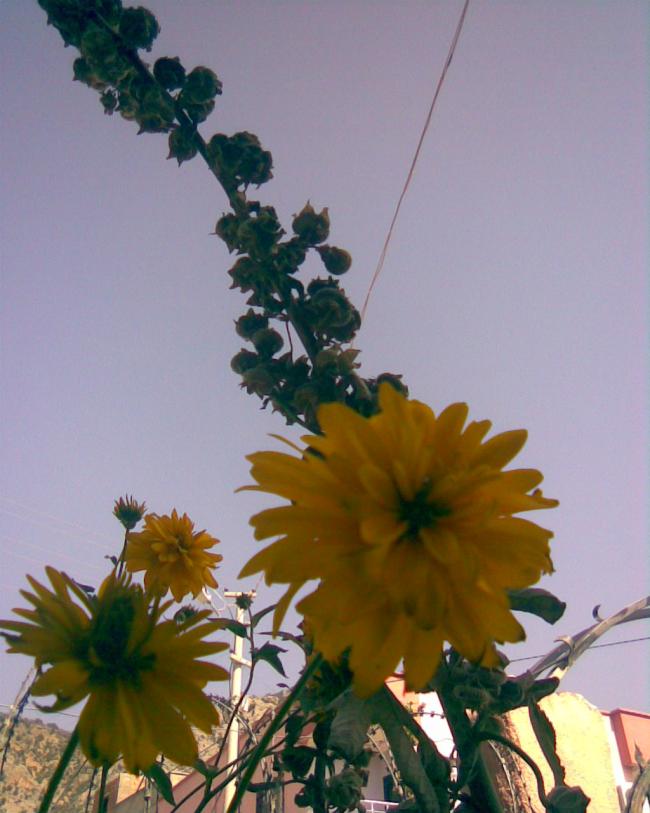 Name:  nar2.jpg
Views: 439
Size:  55.2 KB
