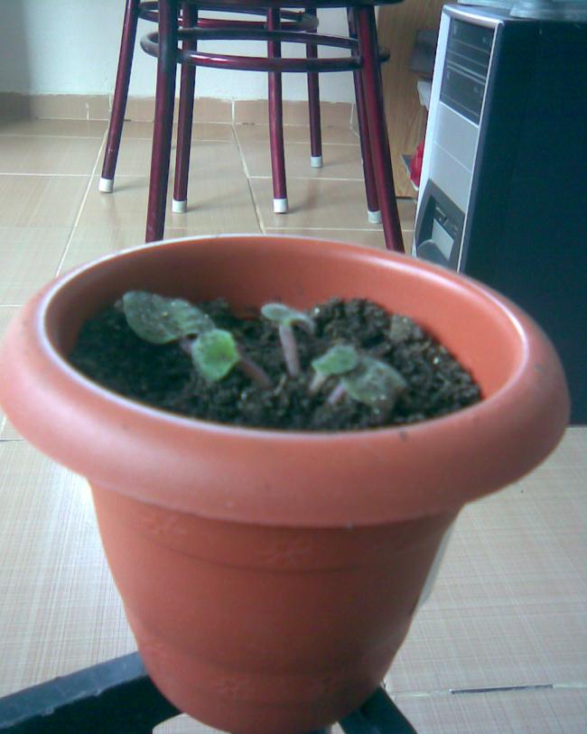 Name:  b-18.jpg
Views: 386
Size:  52.1 KB