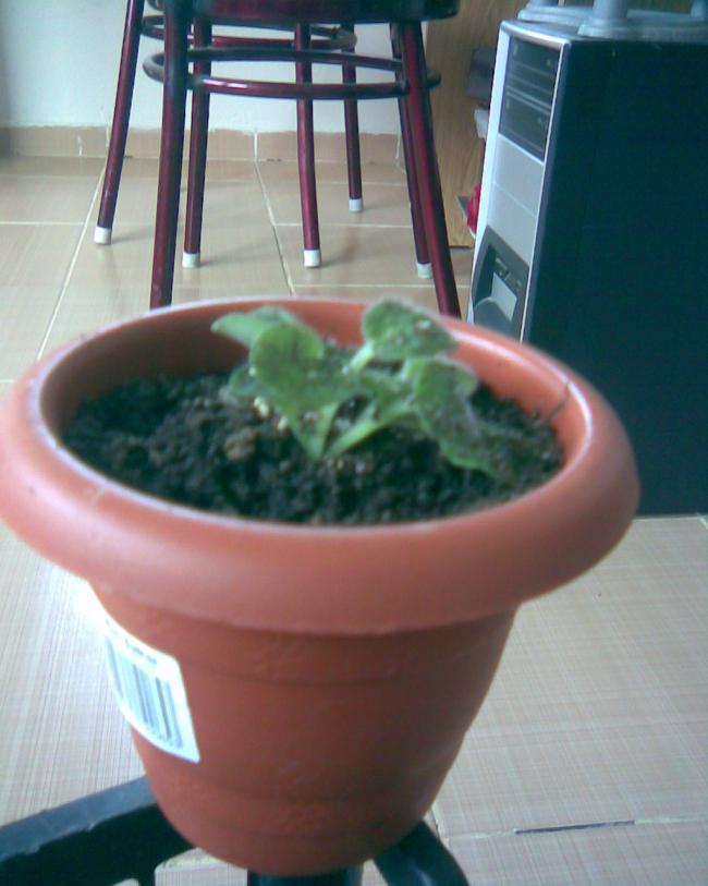 Name:  b-20.jpg
Views: 381
Size:  51.0 KB