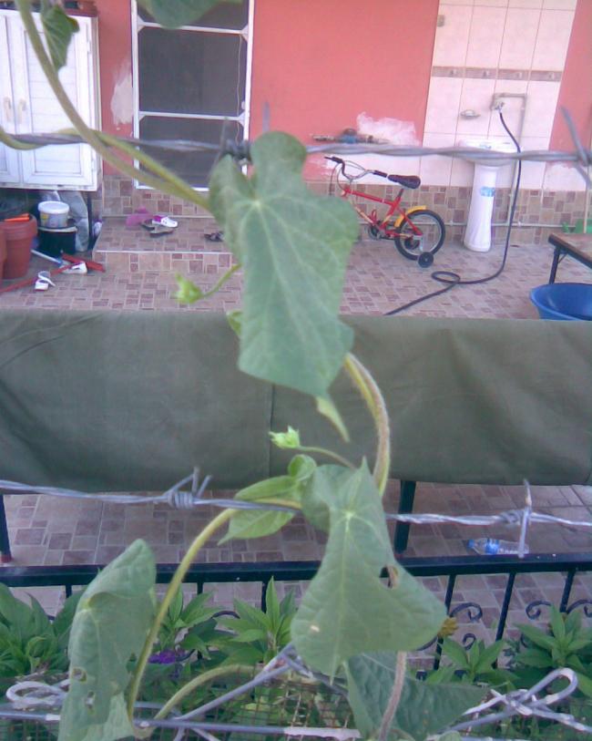 Name:  sabah sefas 1.jpg
Views: 395
Size:  65.6 KB