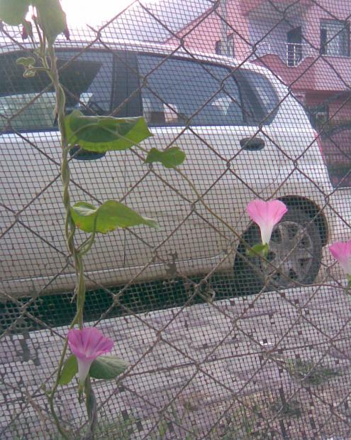 Name:  sabah sefas 1.....jpg
Views: 399
Size:  76.1 KB