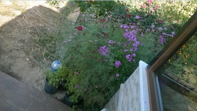 Name:  cosmos - saka -20.09.2015.jpg
Views: 689
Size:  50.2 KB