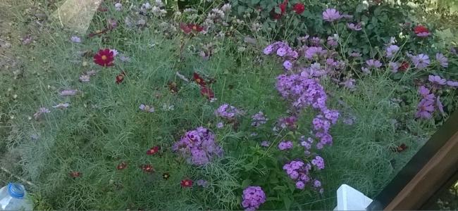Name:  cosmos - saka bytlm -20.09.2015.jpg
Views: 616
Size:  49.1 KB