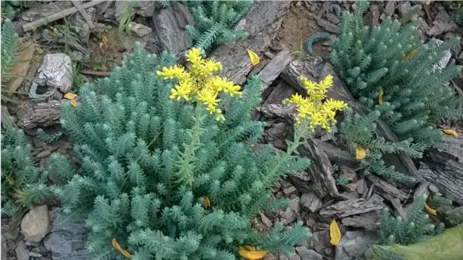 Name:  sedum reflexum - 20.09.2015.jpg
Views: 643
Size:  62.0 KB