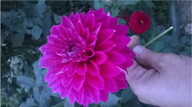 Name:  dahlia mildiy3- 20.09.2015.jpg
Views: 600
Size:  30.2 KB