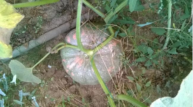 Name:  kabak 4 -20.09.2015.jpg
Views: 692
Size:  50.0 KB