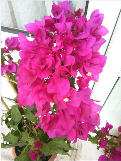 Name:  be2.JPG
Views: 291
Size:  59.4 KB