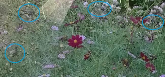 Name:  cosmos saka x2.jpg
Views: 816
Size:  43.9 KB
