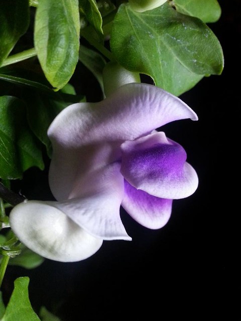 Name:  12003212_10153652836473415_3633344053114387308_n.jpg
Views: 454
Size:  53.2 KB