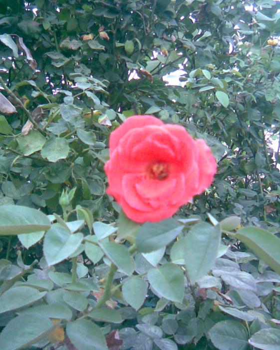 Name:  g-1.jpg
Views: 360
Size:  74.7 KB