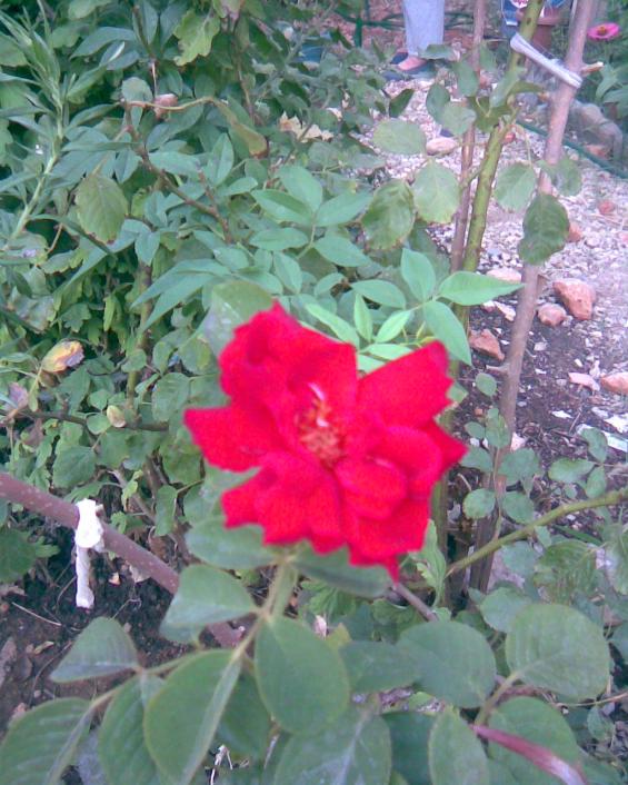 Name:  g-2.jpg
Views: 365
Size:  74.5 KB