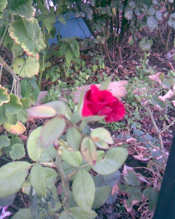 Name:  g-3.jpg
Views: 353
Size:  74.5 KB