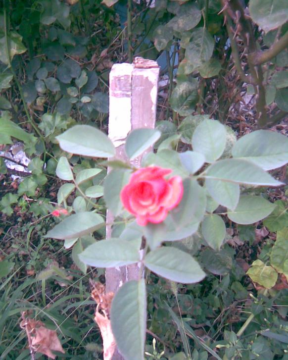 Name:  g-4.jpg
Views: 351
Size:  73.7 KB